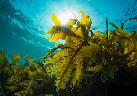 Exploring the Depths of Playa Guiones' Mysterious Kelp Forests